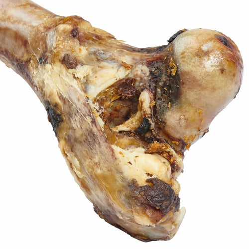 Giant Grass Fed Beef Femur Bone For Large Dogs Chew by Titan's Tails & Treats