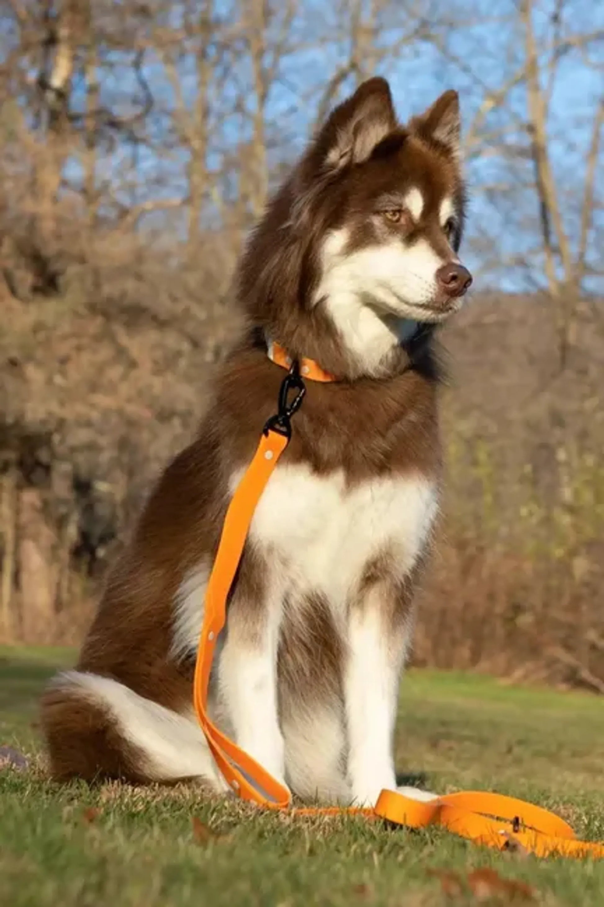 Crimson Glow Waterproof Dog Collar by Aria the Fox