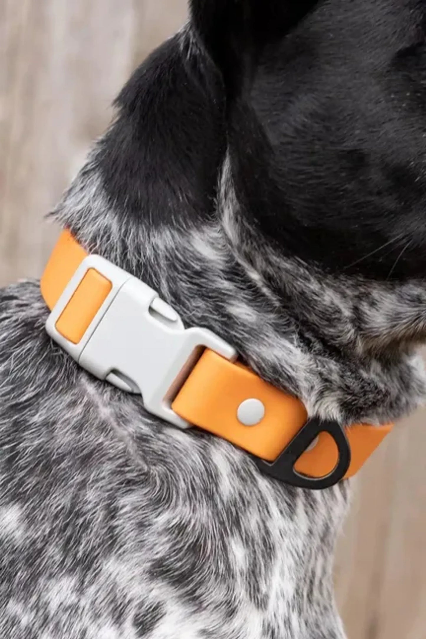 Crimson Glow Waterproof Dog Collar by Aria the Fox