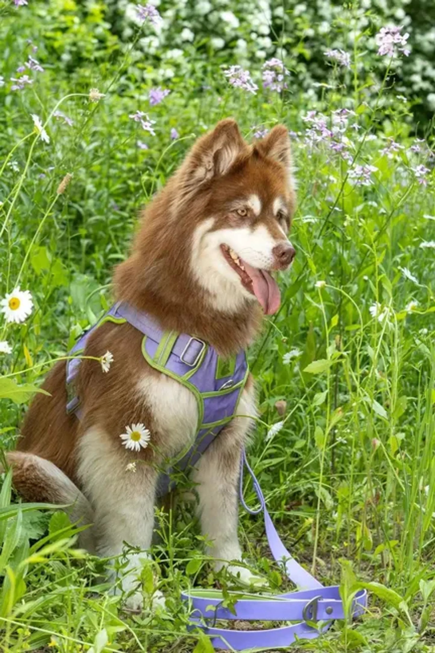 Lavender Garden Ultimate Dog Harness by Aria the Fox
