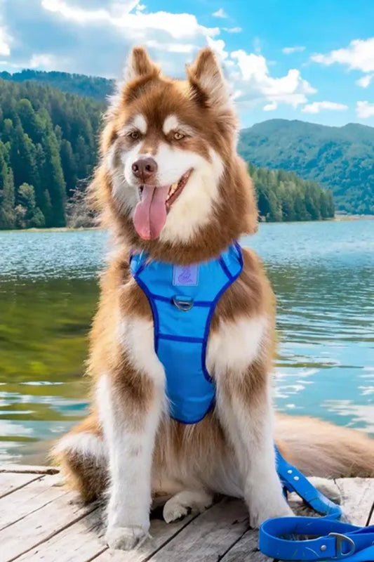 Dockside Adventures Ultimate Harness by Aria the Fox