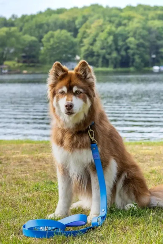 Dockside Adventures Waterproof Dog Leash by Aria the Fox