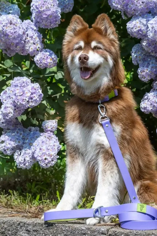 Lavender Garden Waterproof Dog Leash by Aria the Fox