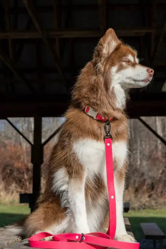 Red Mountain Syrah Waterproof Dog Leash by Aria the Fox