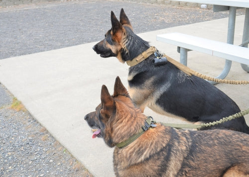 Military Tactical Dog Harness Collar And Leash Set Premium by Titan's Tails & Treats