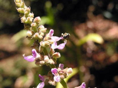 Hepa Protect Max Capsules - Liver, Kidney, Bladder & Gall Bladder Support & Cleanse* by Organic Pet Systems