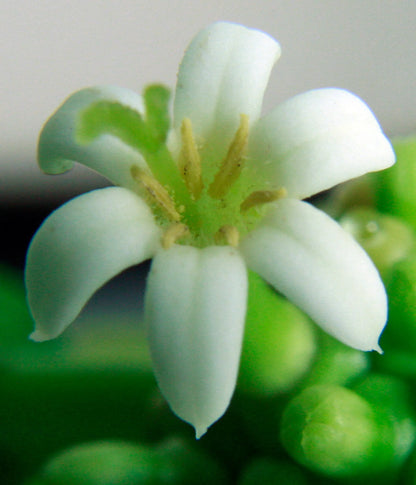 I Cellebrate Life Max - Antioxidant Cellular Boost + Adjunctive Lipoma Support* by Organic Pet Systems