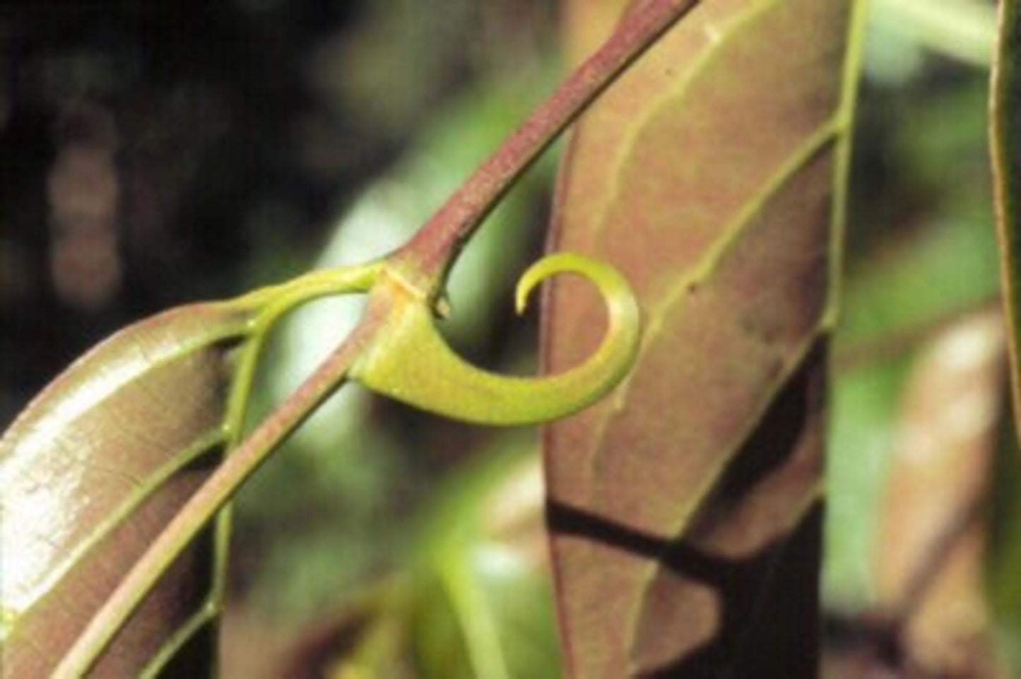 Joint Ease Max Super Dog Super Cat Maximum Strength Hip Joint & Inflammation Support* by Organic Pet Systems