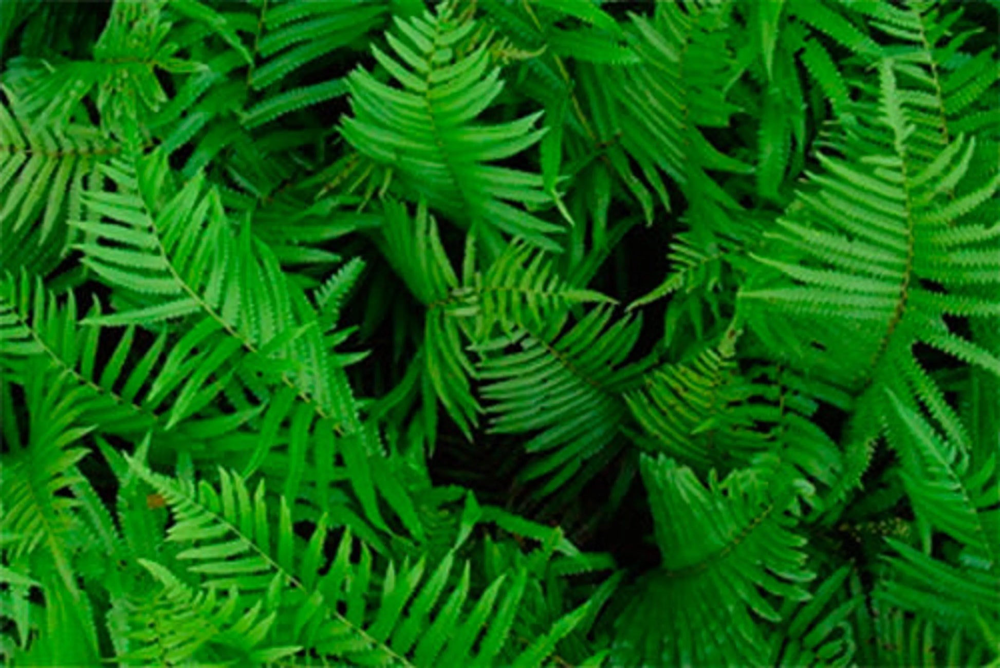 Skin Samurai Max - Master Blend Skin, Coat & Infection Defense For Dogs & Cats* by Organic Pet Systems