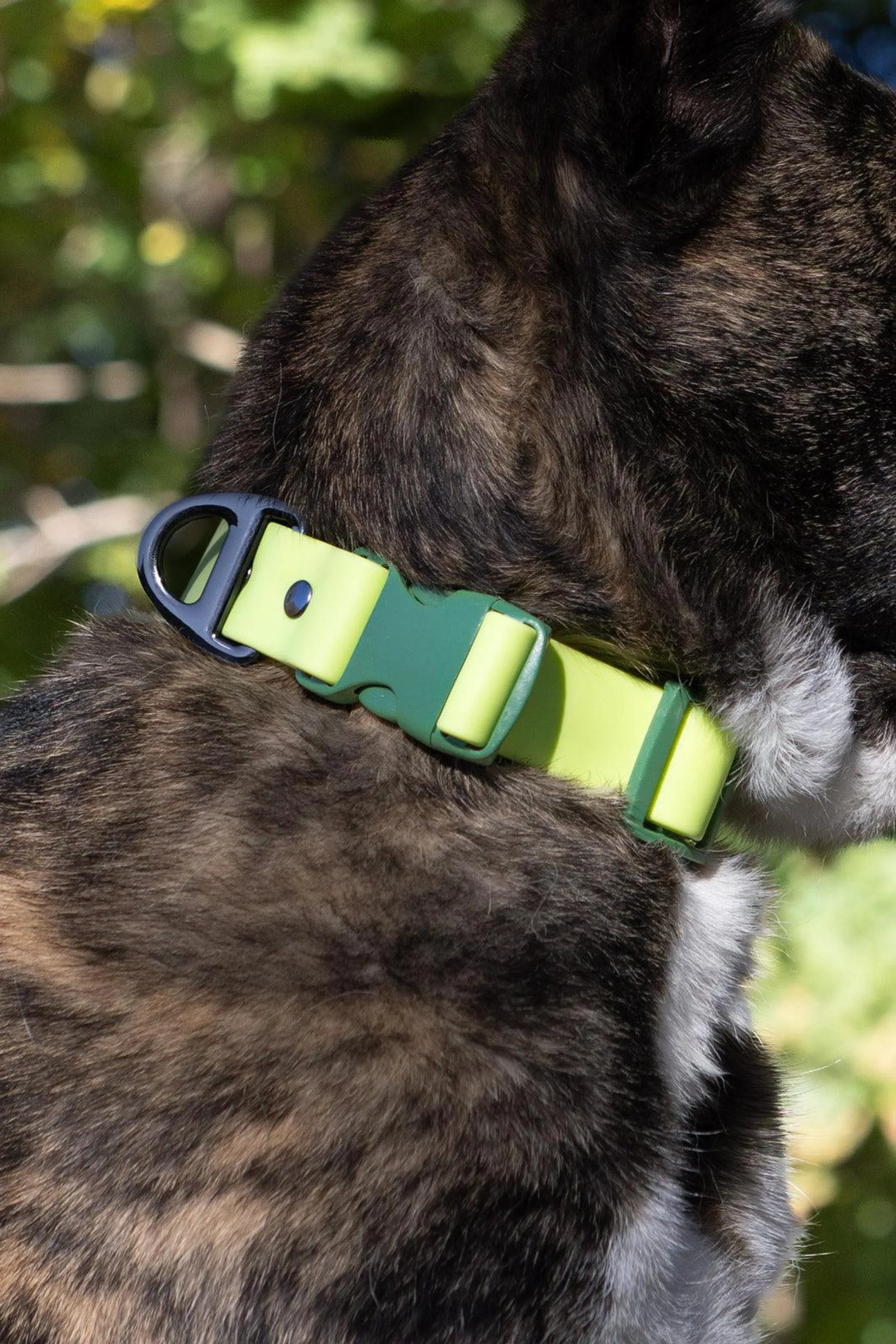 Mossy Pine Waterproof Dog Collar by Aria the Fox
