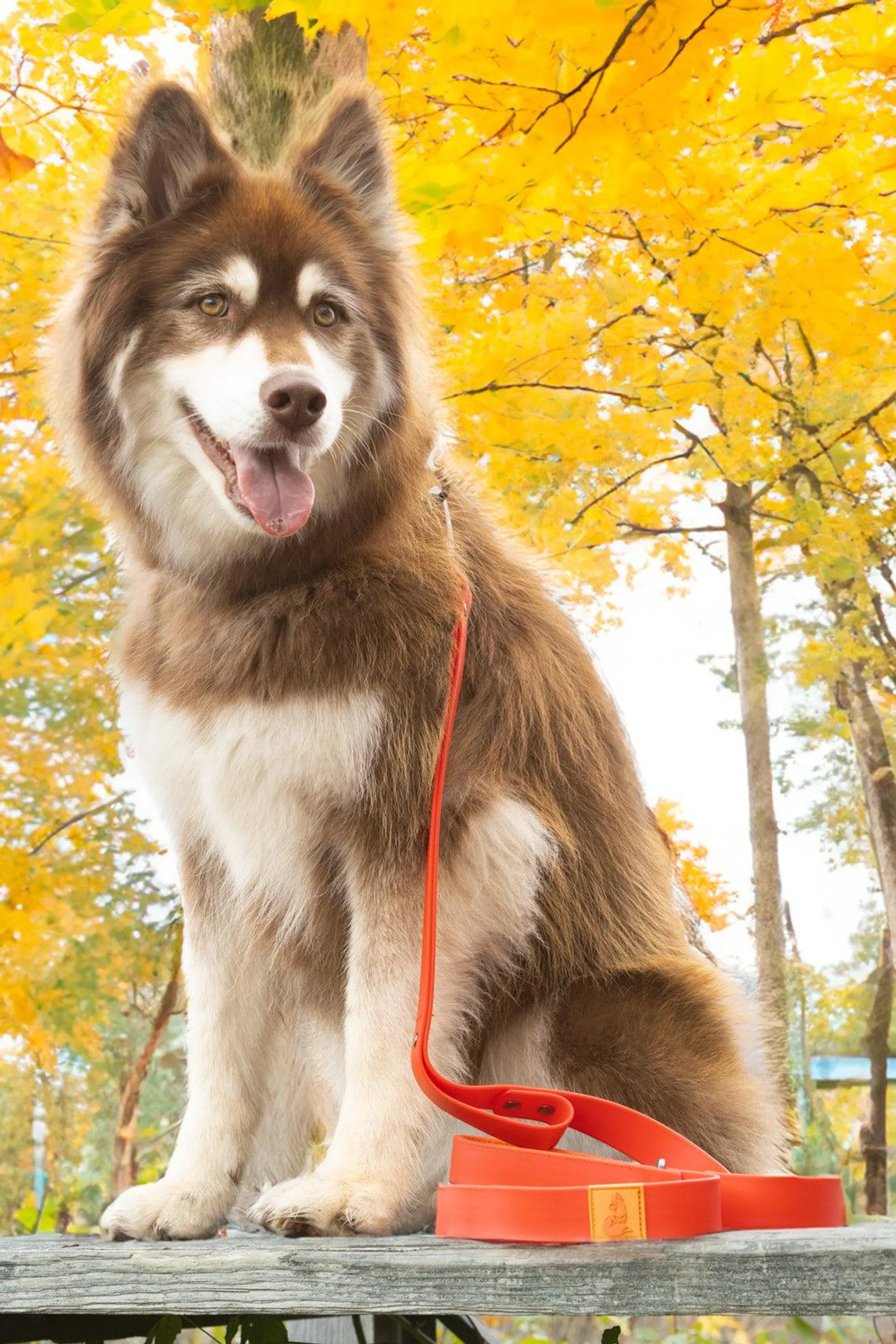 Scarlet Peaks Waterproof Leash by Aria the Fox