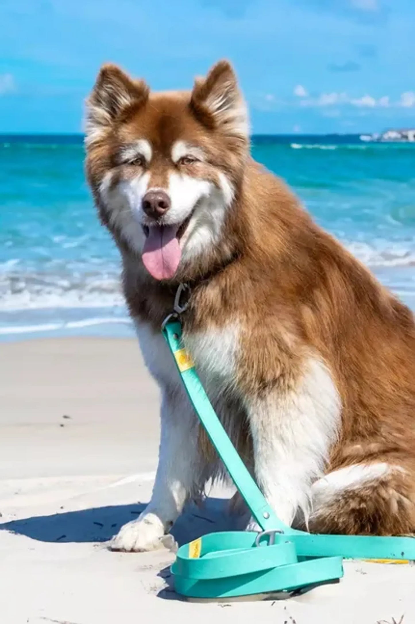 Island Vibes Waterproof Dog Leash by Aria the Fox