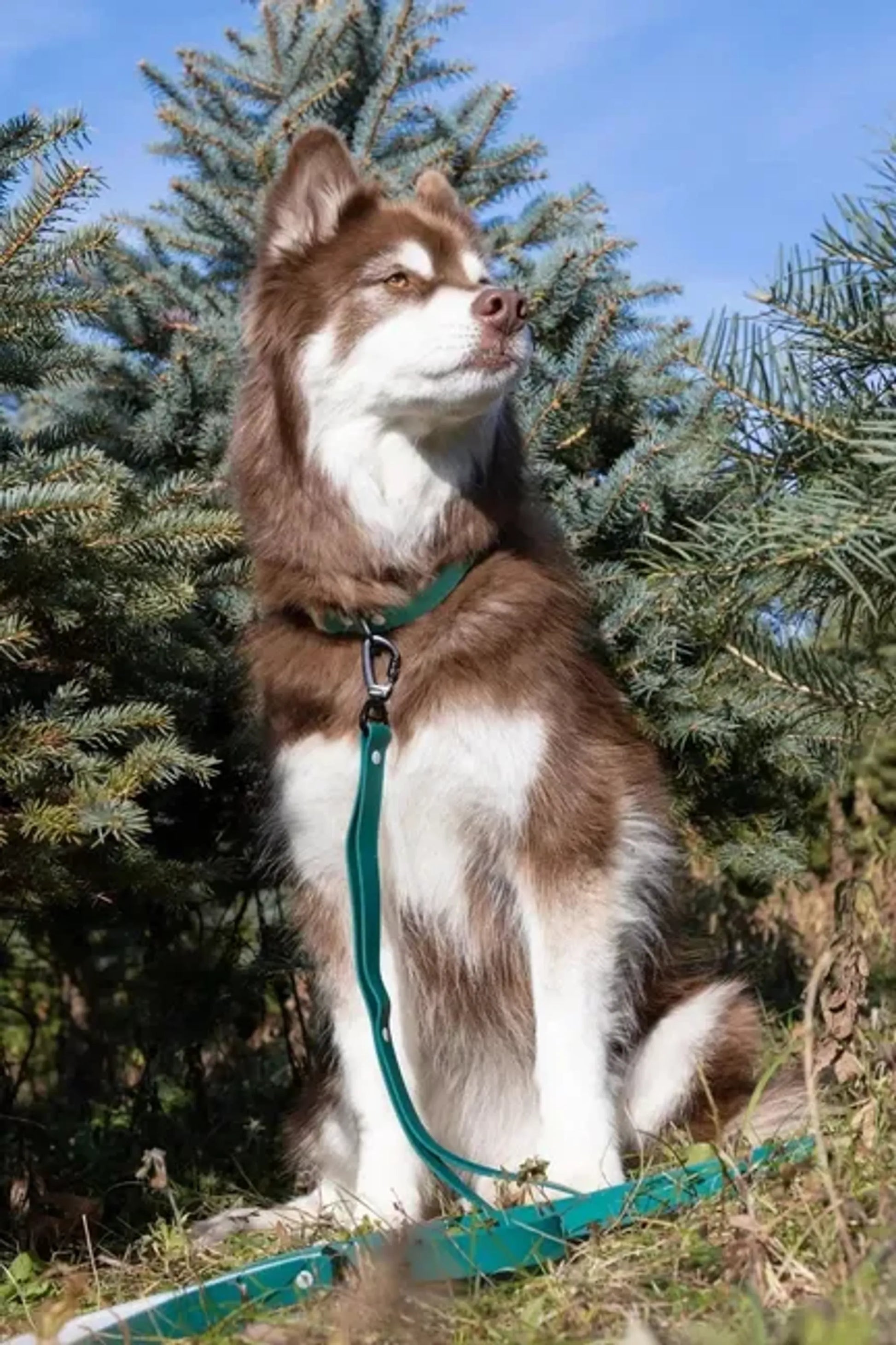 Siberian Spruce Waterproof Dog Leash by Aria the Fox
