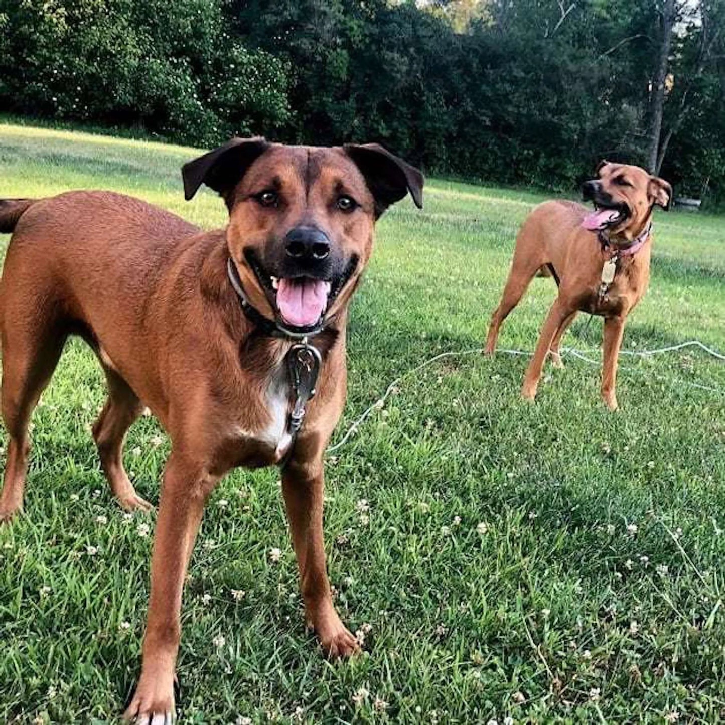 Double Dog Run Tangle-free Two Dog Tie Out Stake by Infinitely Tied