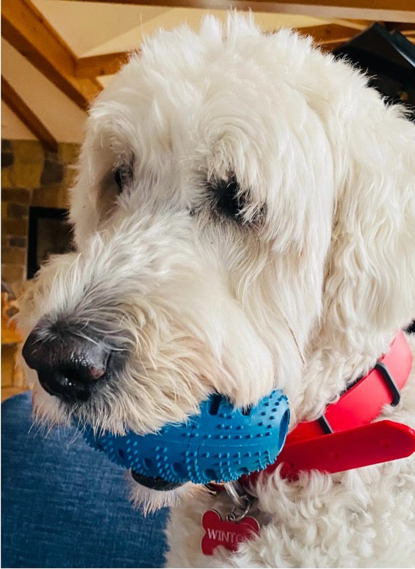 Natural Rubber Football Oral Care Toy by Chewmate