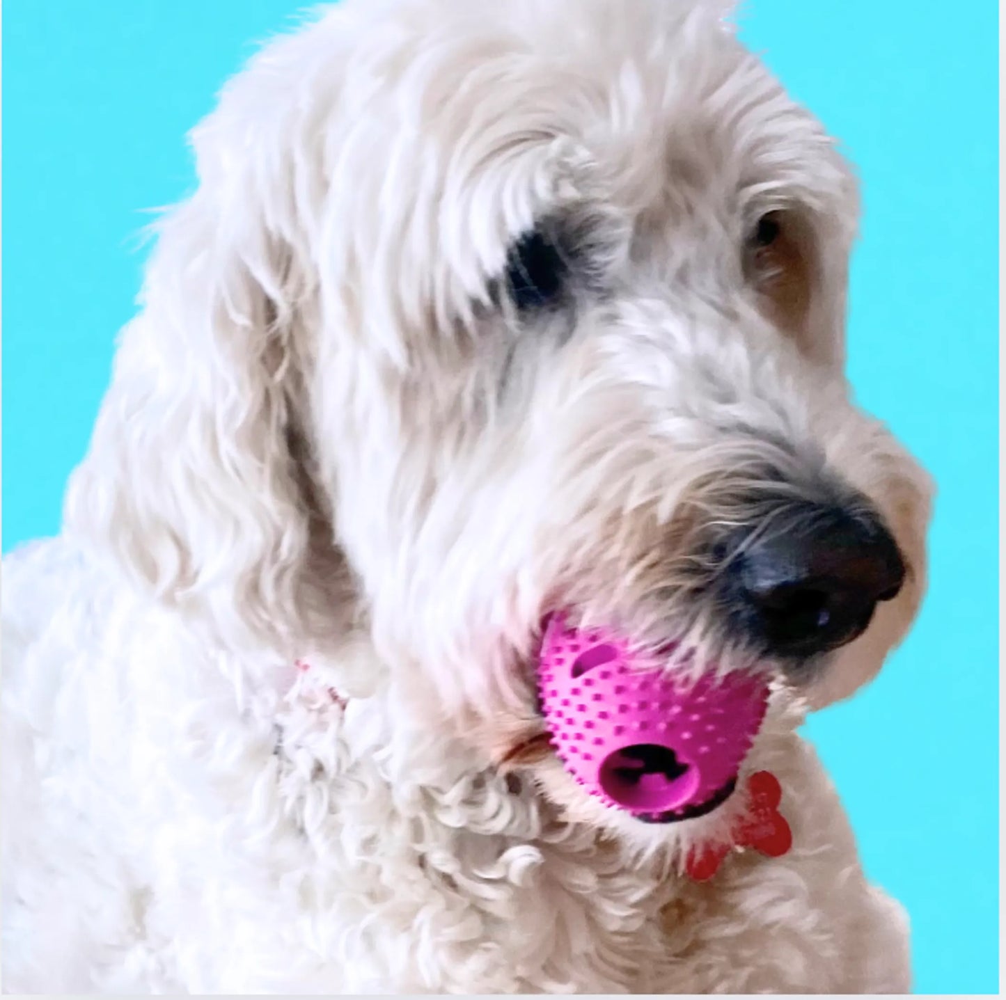 Natural Rubber Football Oral Care Toy by Chewmate