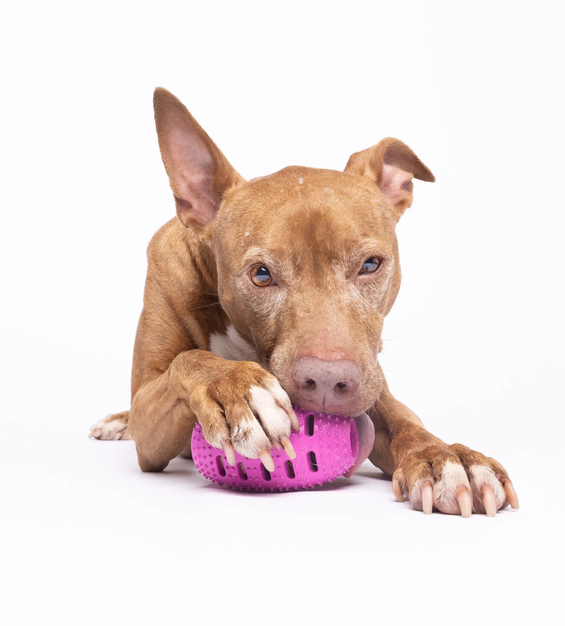 Natural Rubber Football Oral Care Toy by Chewmate