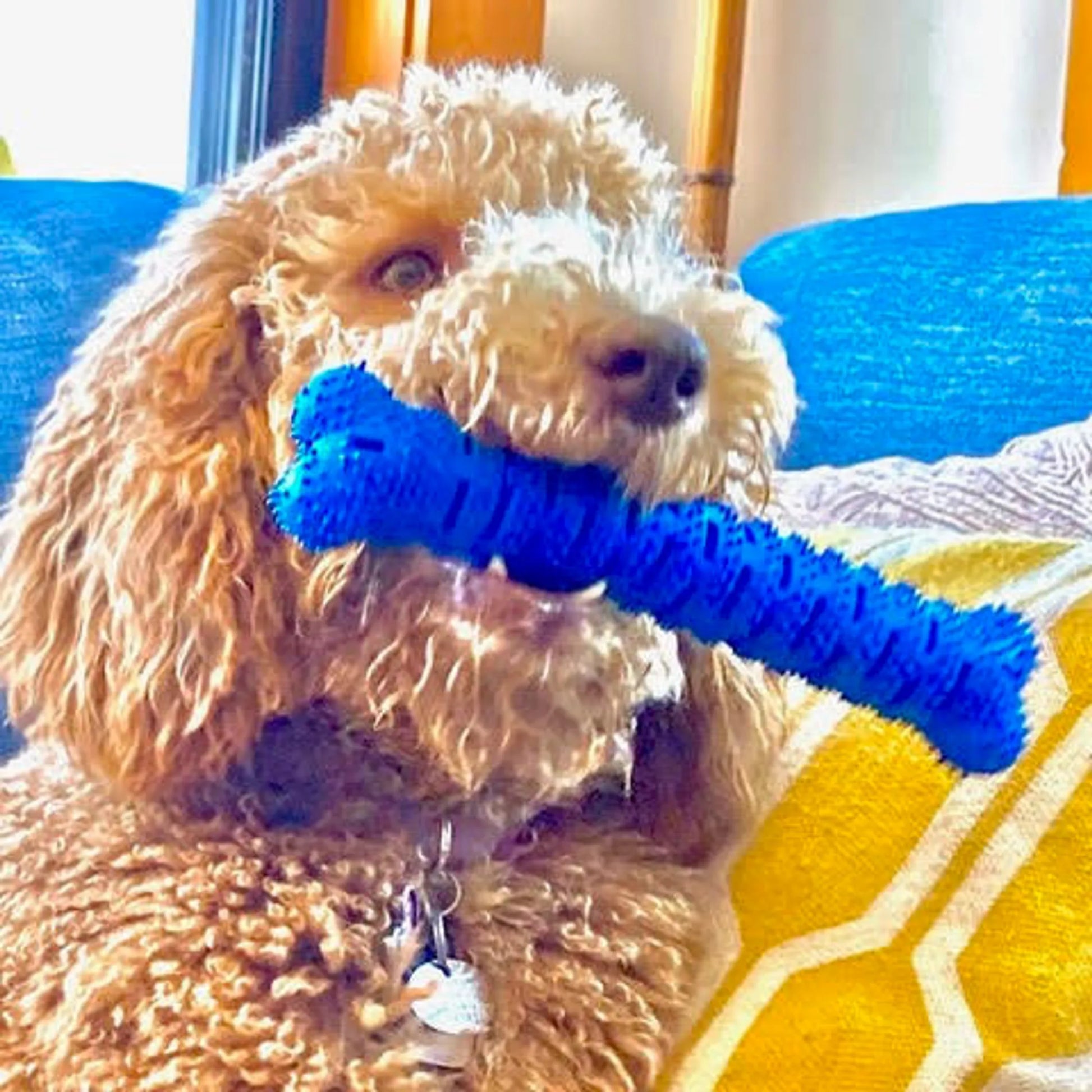 Natural Rubber Bone Toothbrush Toy by Chewmate