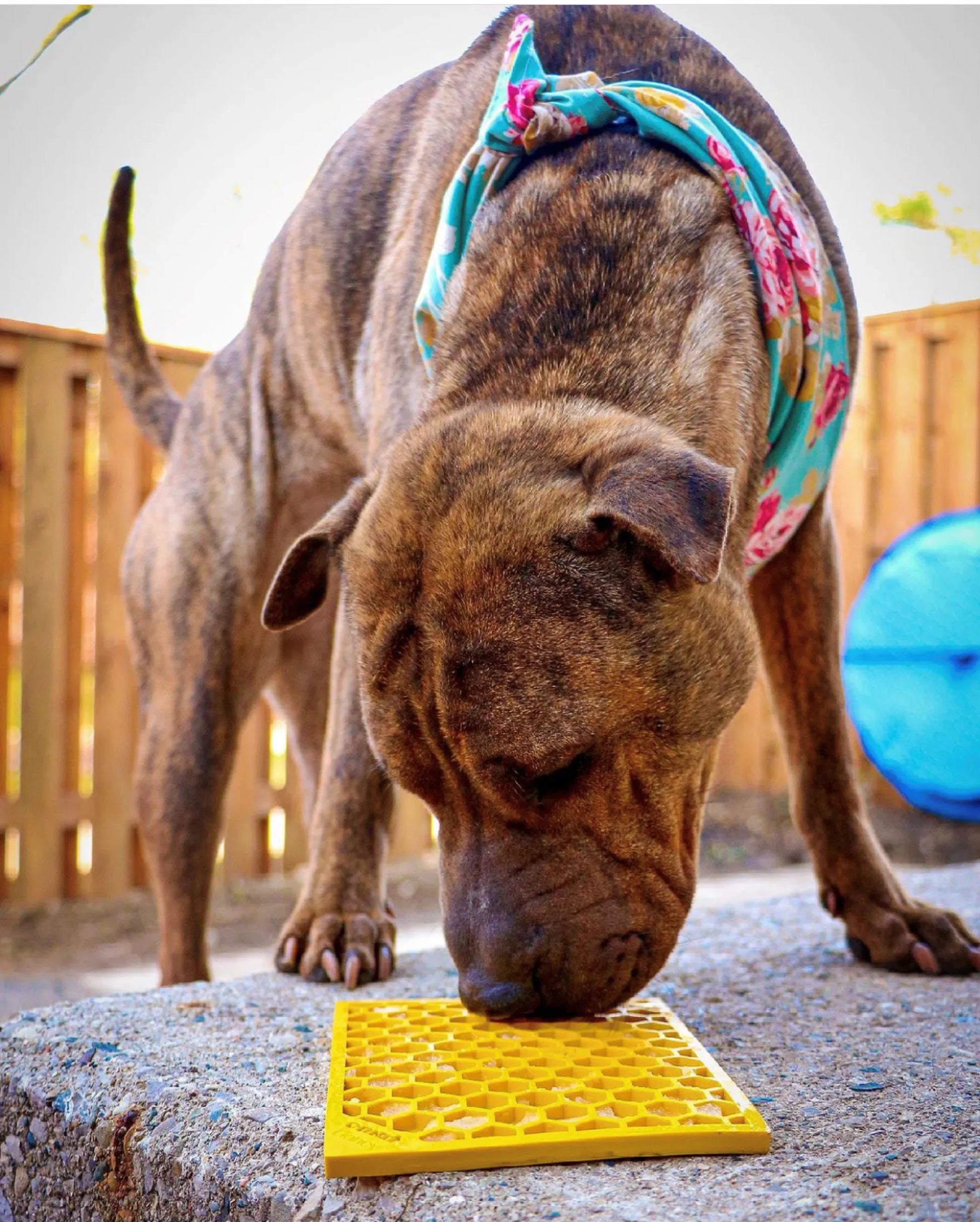 Honeycomb Design Emat Enrichment Lick Mat by SodaPup